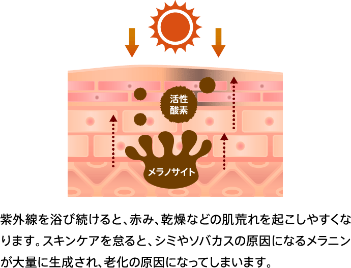 紫外線を浴び続けると、赤み、乾燥などの肌荒れを起こしやすくなります。スキンケアを怠ると、シミやソバカスの原因になるメラニンが大量に生成され、老化の原因になってしまいます。