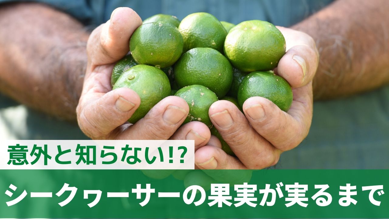 シークヮーサーの果実が実るまで 8月更新 沖縄シークヮーサー本舗