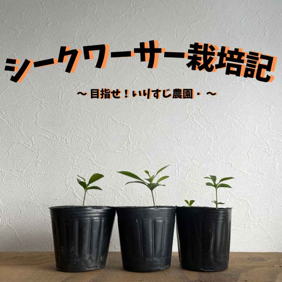 シークワーサーの栽培記 沖縄シークヮーサー本舗