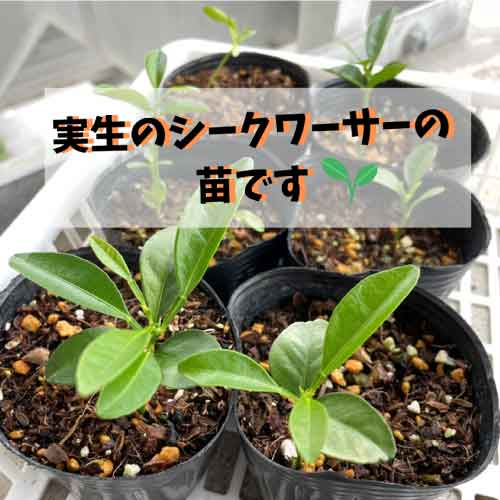 シークワーサーの栽培記 沖縄シークヮーサー本舗