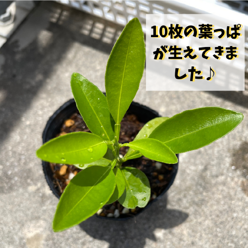 シークワーサーの栽培記 No 3 発芽 種 育て方 沖縄シークヮーサー本舗